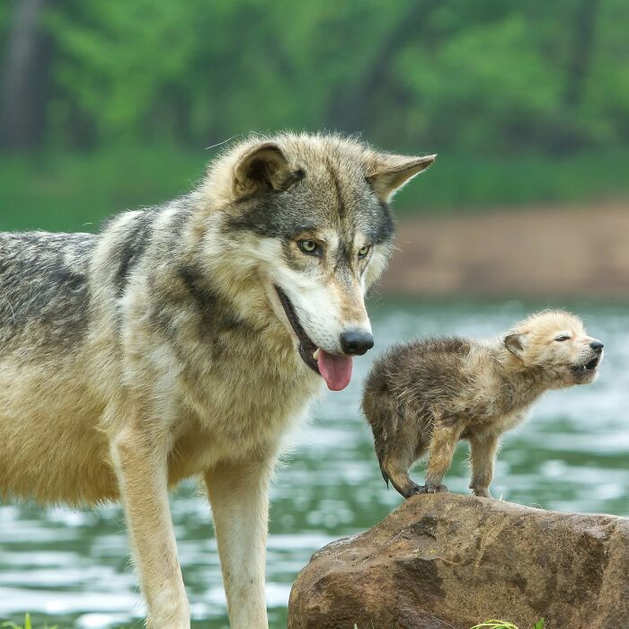 This Page Shared 40 Animal Photos Capturing Funny And Heartwarming Moments In The Wild This Page Shared 40 Animal Photos Capturing Funny And Heartwarming Moments In The Wild