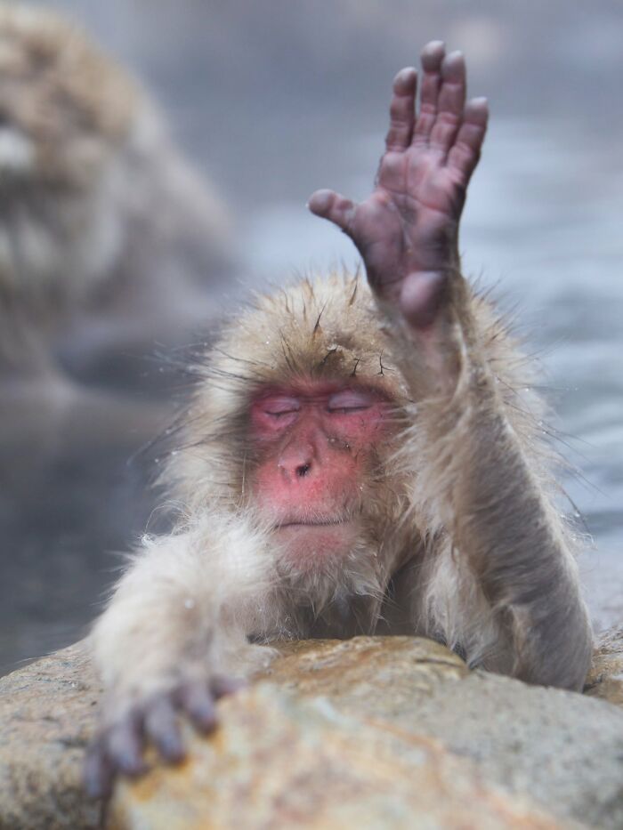 This Page Shared 40 Animal Photos Capturing Funny And Heartwarming Moments In The Wild This Page Shared 40 Animal Photos Capturing Funny And Heartwarming Moments In The Wild