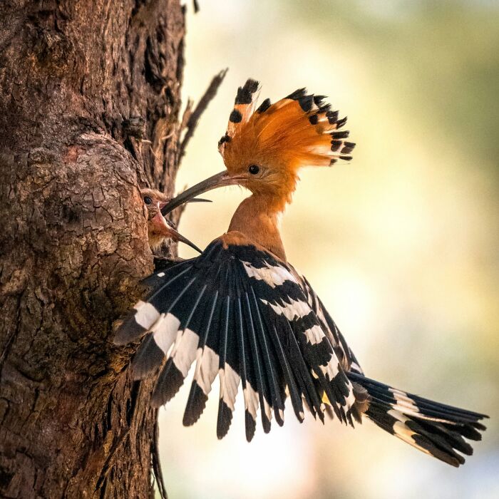 This Page Shared 40 Animal Photos Capturing Funny And Heartwarming Moments In The Wild This Page Shared 40 Animal Photos Capturing Funny And Heartwarming Moments In The Wild