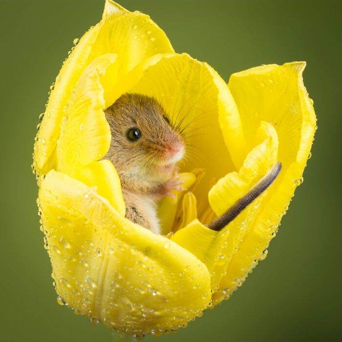 This Page Shared 40 Animal Photos Capturing Funny And Heartwarming Moments In The Wild This Page Shared 40 Animal Photos Capturing Funny And Heartwarming Moments In The Wild