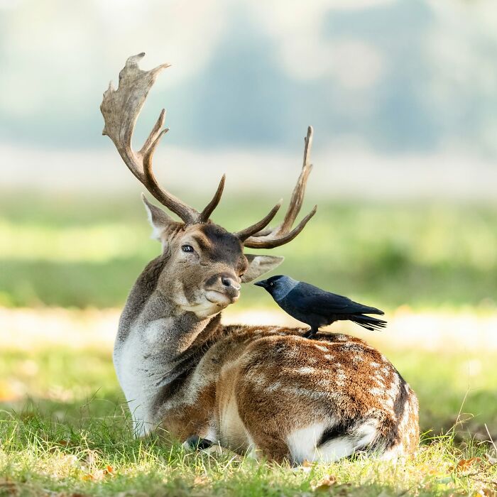 This Page Shared 40 Animal Photos Capturing Funny And Heartwarming Moments In The Wild This Page Shared 40 Animal Photos Capturing Funny And Heartwarming Moments In The Wild