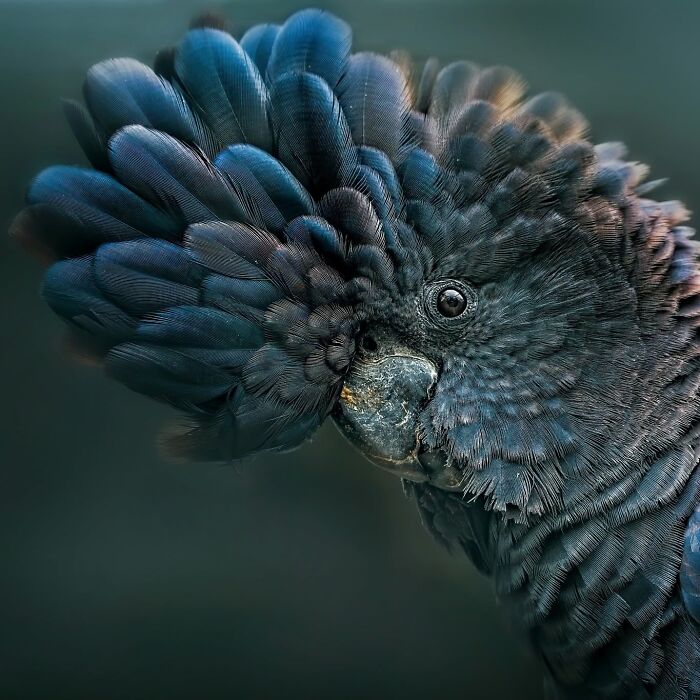 This Page Shared 40 Animal Photos Capturing Funny And Heartwarming Moments In The Wild This Page Shared 40 Animal Photos Capturing Funny And Heartwarming Moments In The Wild