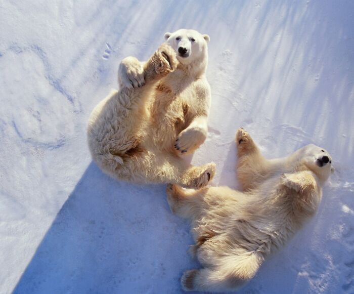 This Page Shared 40 Animal Photos Capturing Funny And Heartwarming Moments In The Wild This Page Shared 40 Animal Photos Capturing Funny And Heartwarming Moments In The Wild