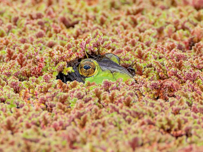 This Page Shared 40 Animal Photos Capturing Funny And Heartwarming Moments In The Wild This Page Shared 40 Animal Photos Capturing Funny And Heartwarming Moments In The Wild
