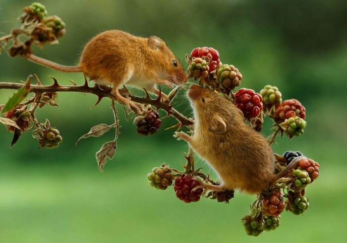 This Page Shared 40 Animal Photos Capturing Funny And Heartwarming Moments In The Wild This Page Shared 40 Animal Photos Capturing Funny And Heartwarming Moments In The Wild