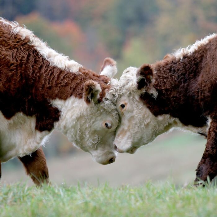 This Page Shared 40 Animal Photos Capturing Funny And Heartwarming Moments In The Wild This Page Shared 40 Animal Photos Capturing Funny And Heartwarming Moments In The Wild