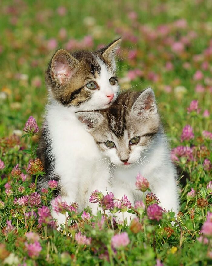 This Page Shared 40 Animal Photos Capturing Funny And Heartwarming Moments In The Wild This Page Shared 40 Animal Photos Capturing Funny And Heartwarming Moments In The Wild