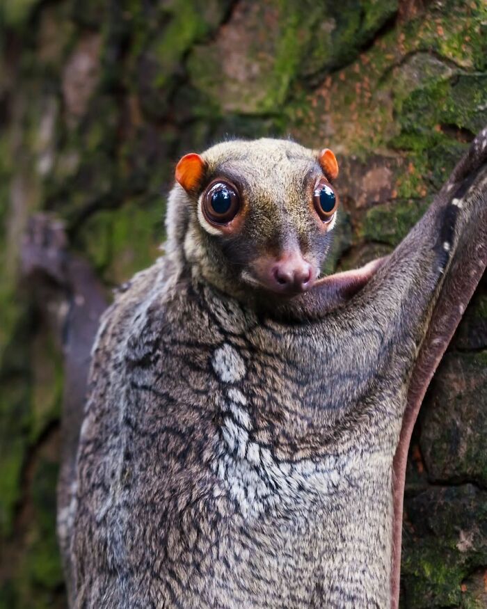 This Page Shared 40 Animal Photos Capturing Funny And Heartwarming Moments In The Wild This Page Shared 40 Animal Photos Capturing Funny And Heartwarming Moments In The Wild