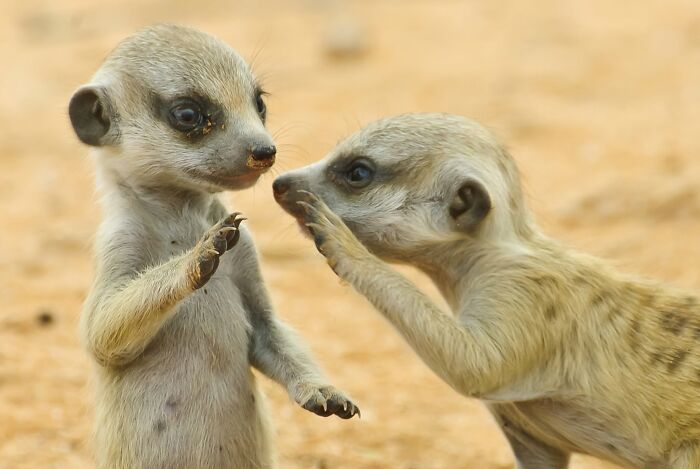 This Page Shared 40 Animal Photos Capturing Funny And Heartwarming Moments In The Wild This Page Shared 40 Animal Photos Capturing Funny And Heartwarming Moments In The Wild