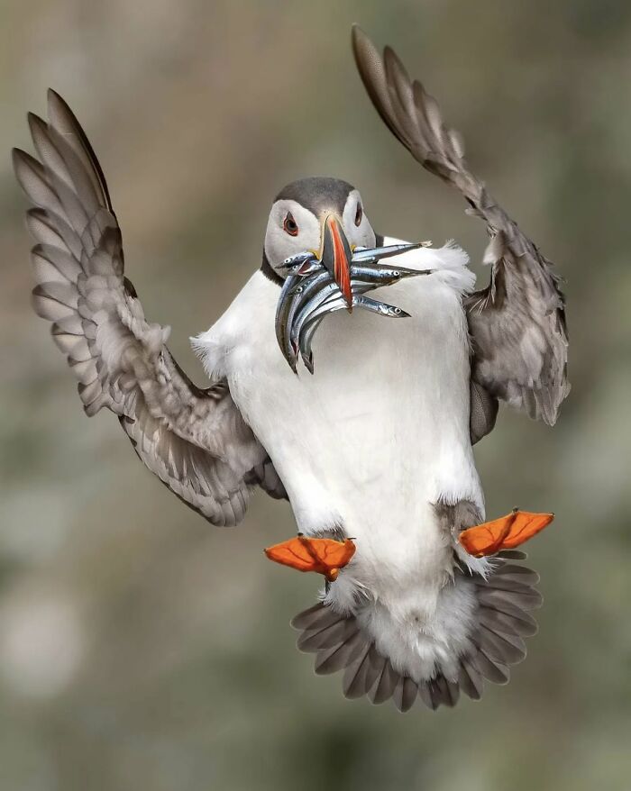 This Page Shared 40 Animal Photos Capturing Funny And Heartwarming Moments In The Wild This Page Shared 40 Animal Photos Capturing Funny And Heartwarming Moments In The Wild