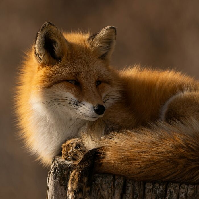 This Page Shared 40 Animal Photos Capturing Funny And Heartwarming Moments In The Wild This Page Shared 40 Animal Photos Capturing Funny And Heartwarming Moments In The Wild