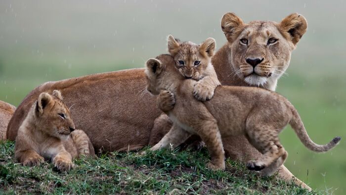 This Page Shared 40 Animal Photos Capturing Funny And Heartwarming Moments In The Wild This Page Shared 40 Animal Photos Capturing Funny And Heartwarming Moments In The Wild