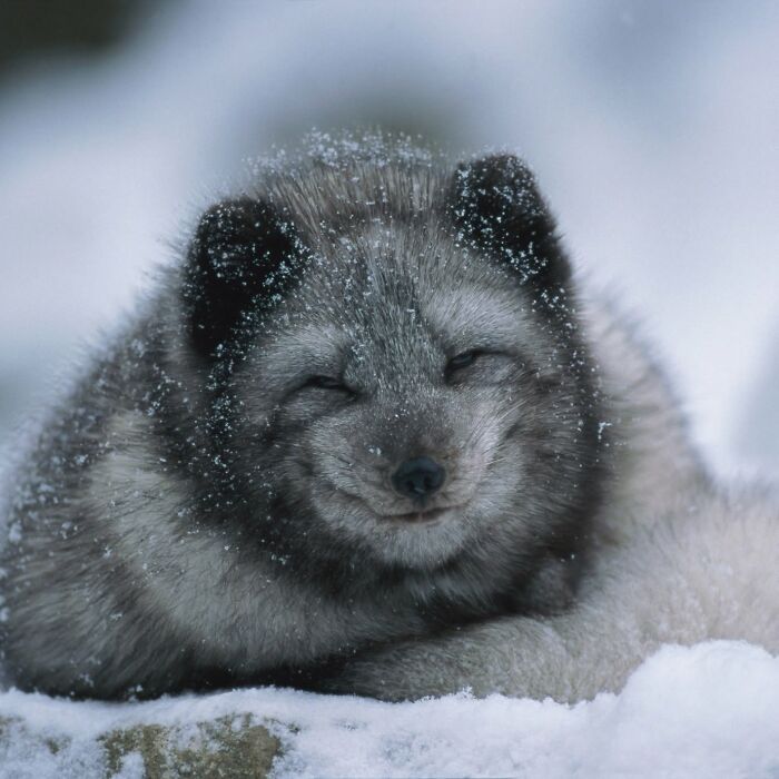 This Page Shared 40 Animal Photos Capturing Funny And Heartwarming Moments In The Wild This Page Shared 40 Animal Photos Capturing Funny And Heartwarming Moments In The Wild