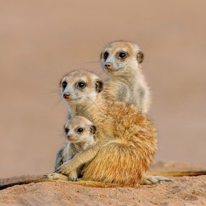 This Page Shared 40 Animal Photos Capturing Funny And Heartwarming Moments In The Wild This Page Shared 40 Animal Photos Capturing Funny And Heartwarming Moments In The Wild