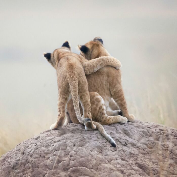 This Page Shared 40 Animal Photos Capturing Funny And Heartwarming Moments In The Wild This Page Shared 40 Animal Photos Capturing Funny And Heartwarming Moments In The Wild