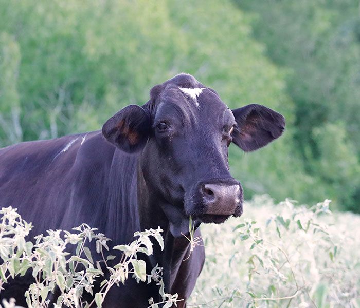 Vegan Wife Of Cattle Rancher Fights Husband To Turn His Farm Into A Sanctuary: “Those Cows Became Family” Vegan Wife Of Cattle Rancher Fights Husband To Turn His Farm Into A Sanctuary: “Those Cows Became Family”