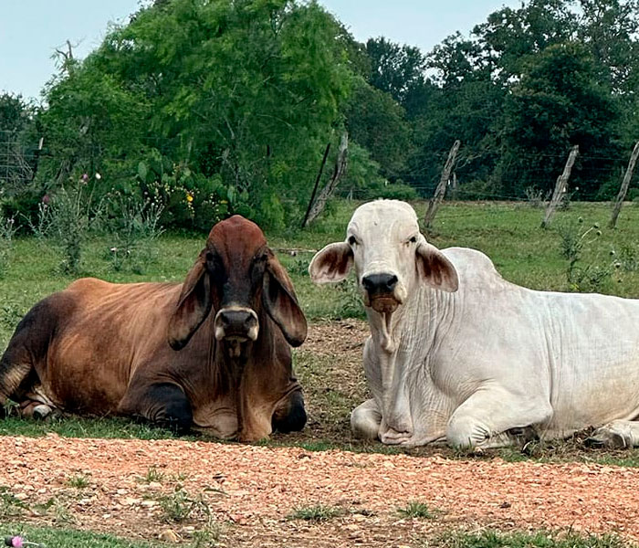 Vegan Wife Of Cattle Rancher Fights Husband To Turn His Farm Into A Sanctuary: “Those Cows Became Family” Vegan Wife Of Cattle Rancher Fights Husband To Turn His Farm Into A Sanctuary: “Those Cows Became Family”