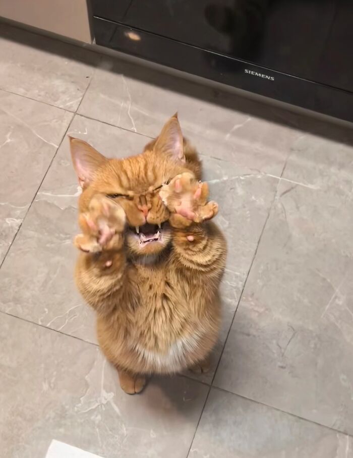 There Are Never Enough Photos Of Silly Animals So Here Are 83 Of Them
