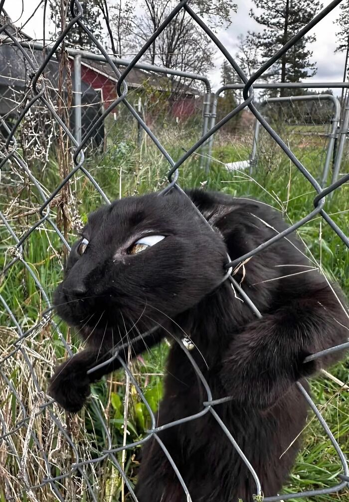 There Are Never Enough Photos Of Silly Animals So Here Are 83 Of Them