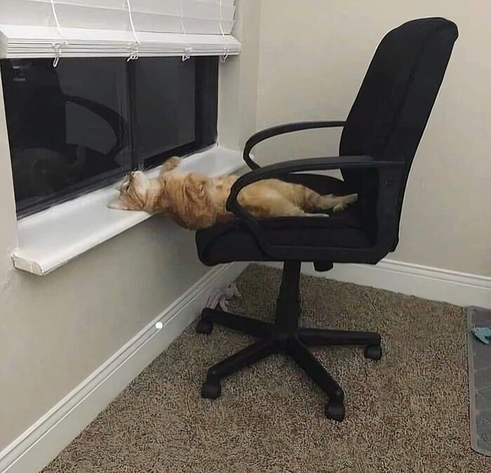 There Are Never Enough Photos Of Silly Animals So Here Are 83 Of Them