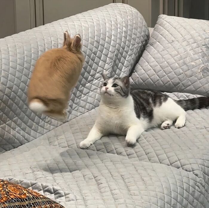 There Are Never Enough Photos Of Silly Animals So Here Are 83 Of Them