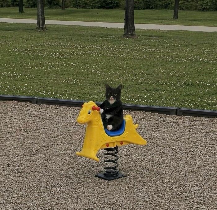 There Are Never Enough Photos Of Silly Animals So Here Are 83 Of Them