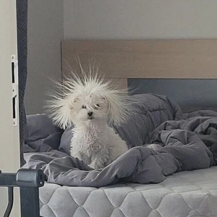 There Are Never Enough Photos Of Silly Animals So Here Are 83 Of Them