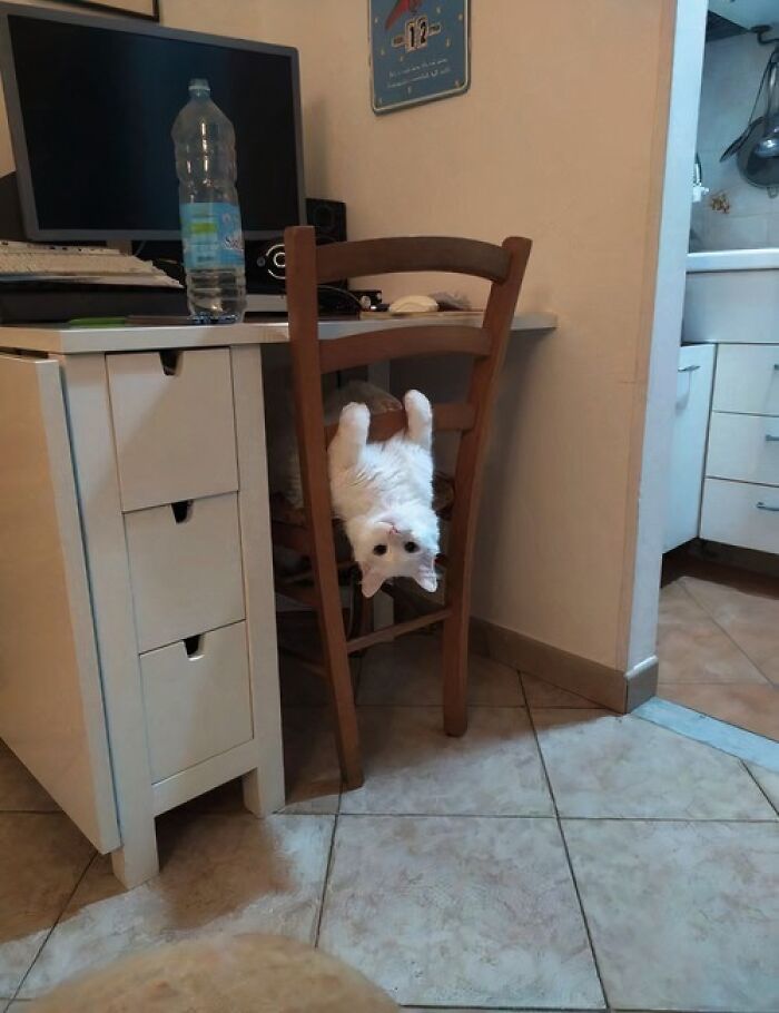 There Are Never Enough Photos Of Silly Animals So Here Are 83 Of Them
