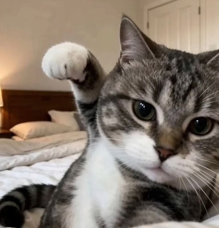 There Are Never Enough Photos Of Silly Animals So Here Are 83 Of Them