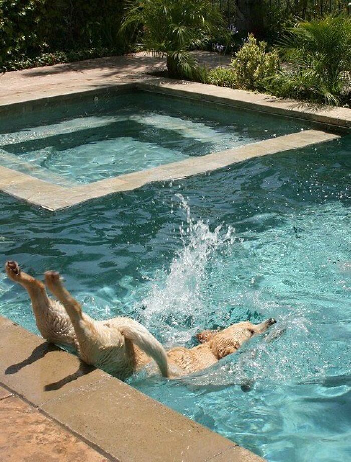 There Are Never Enough Photos Of Silly Animals So Here Are 83 Of Them