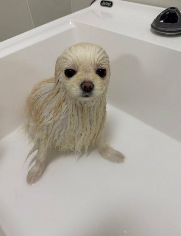There Are Never Enough Photos Of Silly Animals So Here Are 83 Of Them