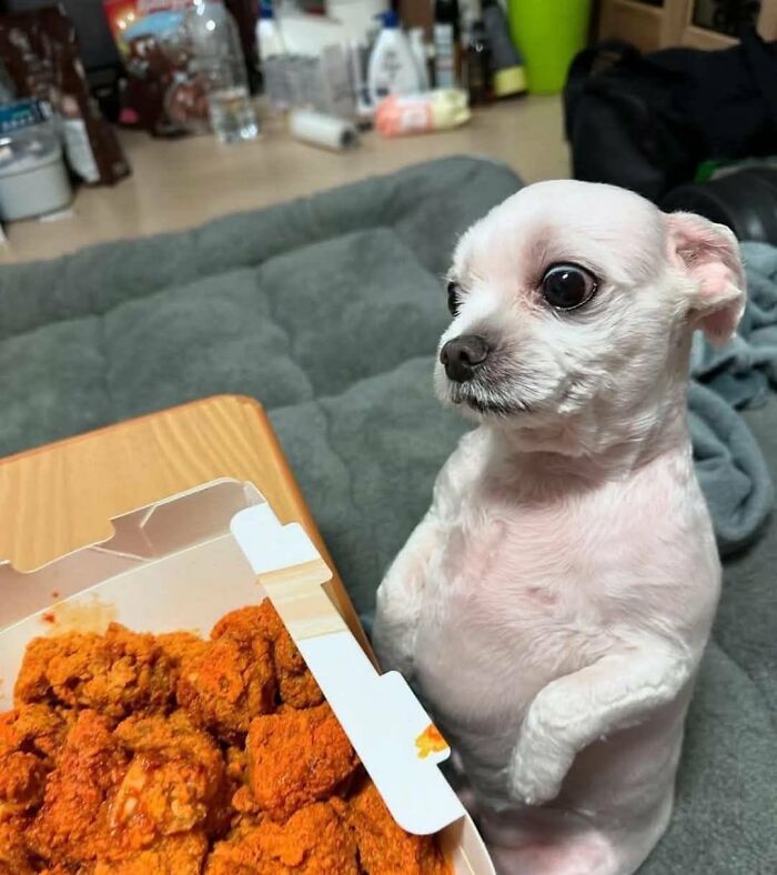There Are Never Enough Photos Of Silly Animals So Here Are 83 Of Them