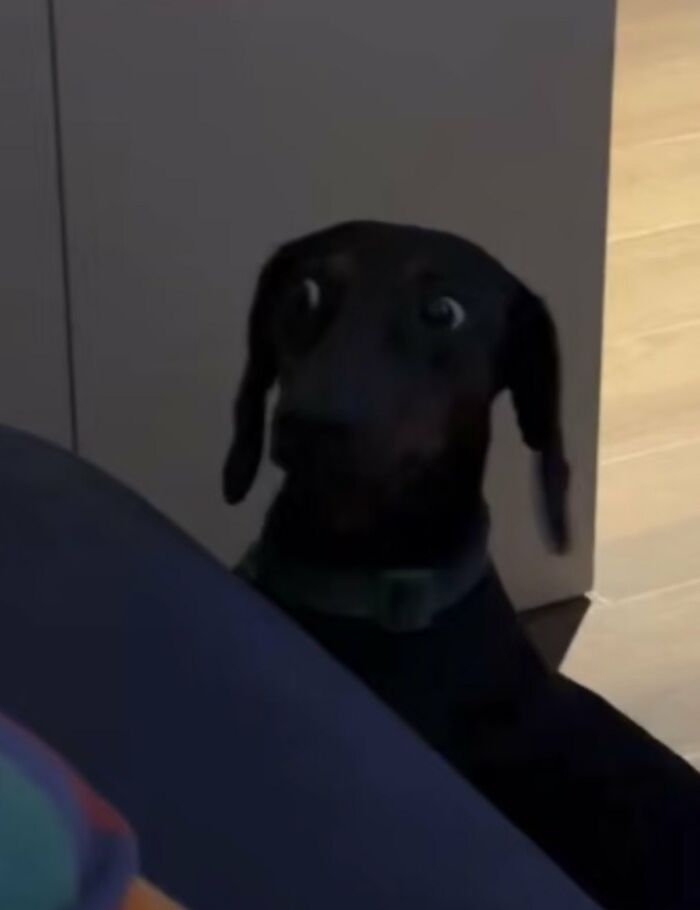 There Are Never Enough Photos Of Silly Animals So Here Are 83 Of Them