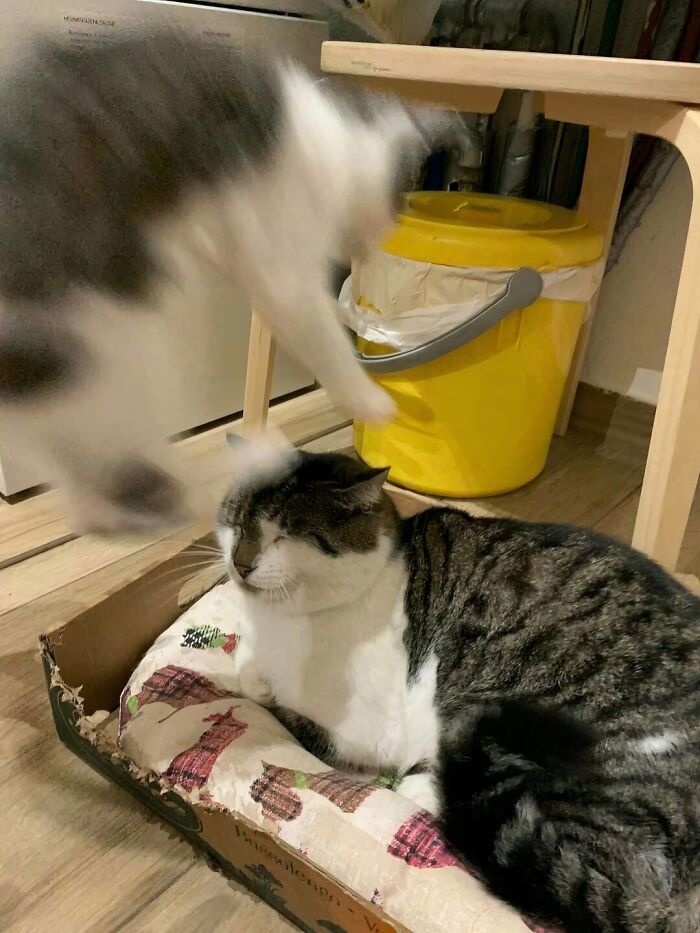 There Are Never Enough Photos Of Silly Animals So Here Are 83 Of Them