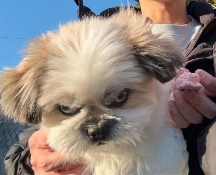 There Are Never Enough Photos Of Silly Animals So Here Are 83 Of Them