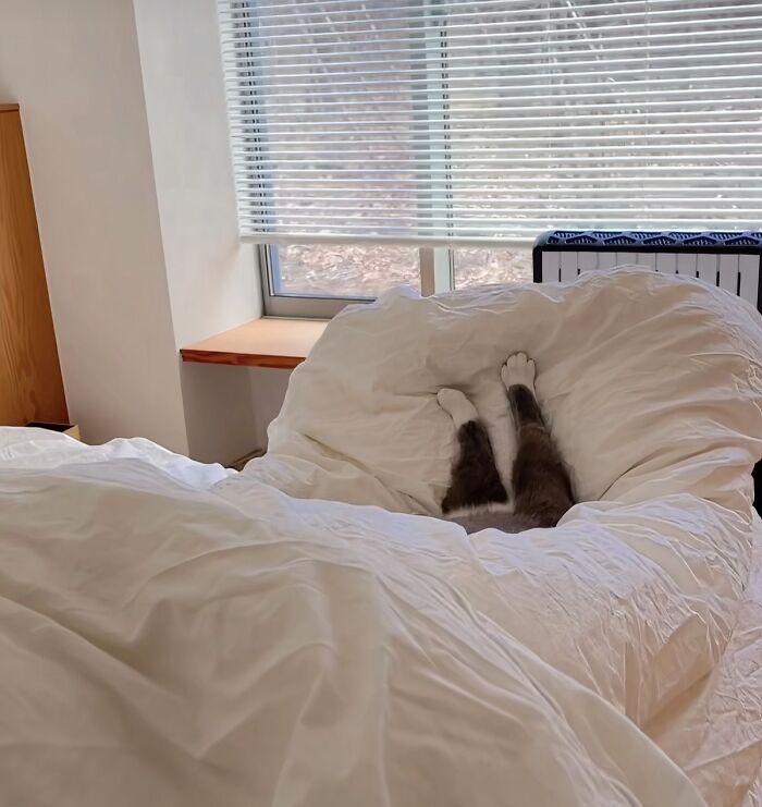 There Are Never Enough Photos Of Silly Animals So Here Are 83 Of Them