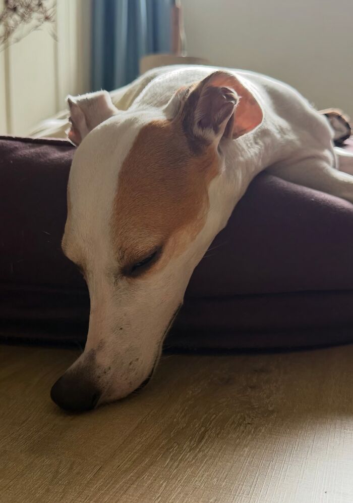 There Are Never Enough Photos Of Silly Animals So Here Are 83 Of Them