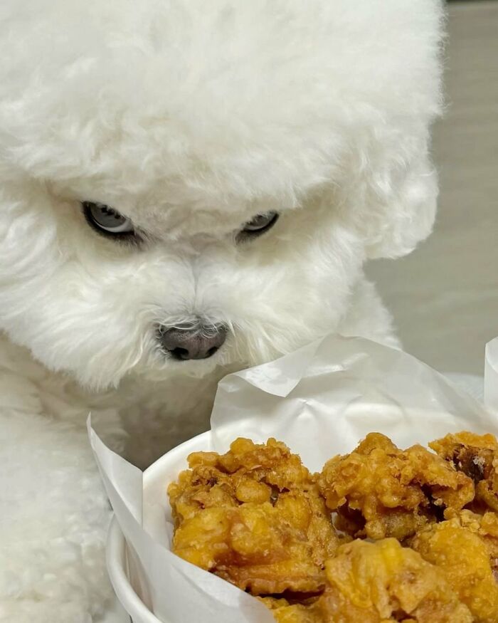 There Are Never Enough Photos Of Silly Animals So Here Are 83 Of Them