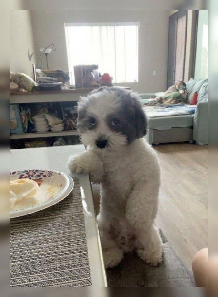 There Are Never Enough Photos Of Silly Animals So Here Are 83 Of Them
