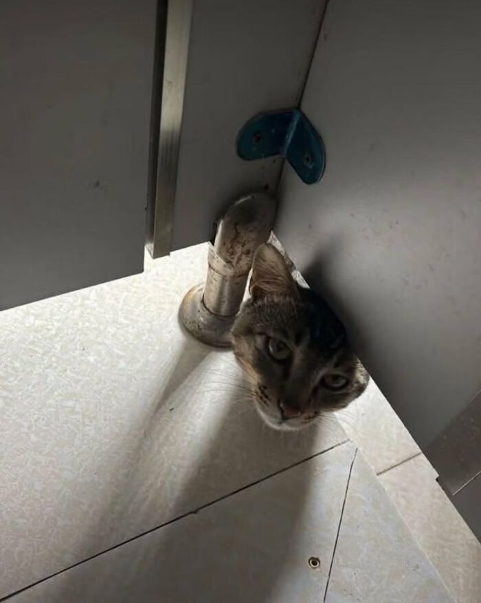 There Are Never Enough Photos Of Silly Animals So Here Are 83 Of Them