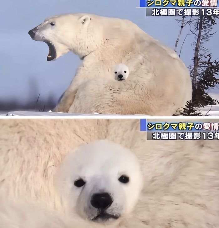 There Are Never Enough Photos Of Silly Animals So Here Are 83 Of Them
