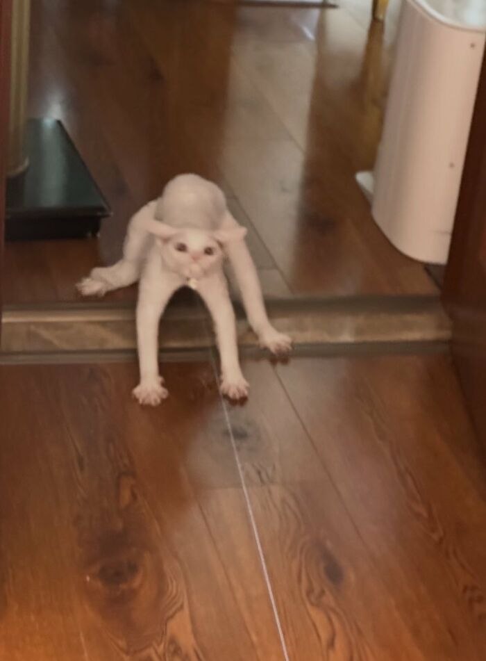 There Are Never Enough Photos Of Silly Animals So Here Are 83 Of Them