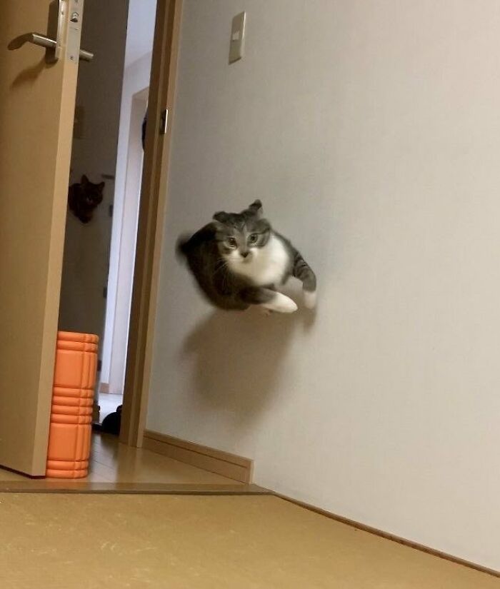 There Are Never Enough Photos Of Silly Animals So Here Are 83 Of Them