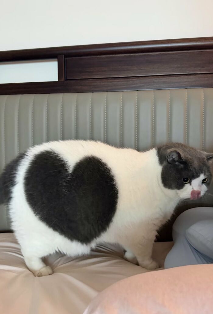 There Are Never Enough Photos Of Silly Animals So Here Are 83 Of Them