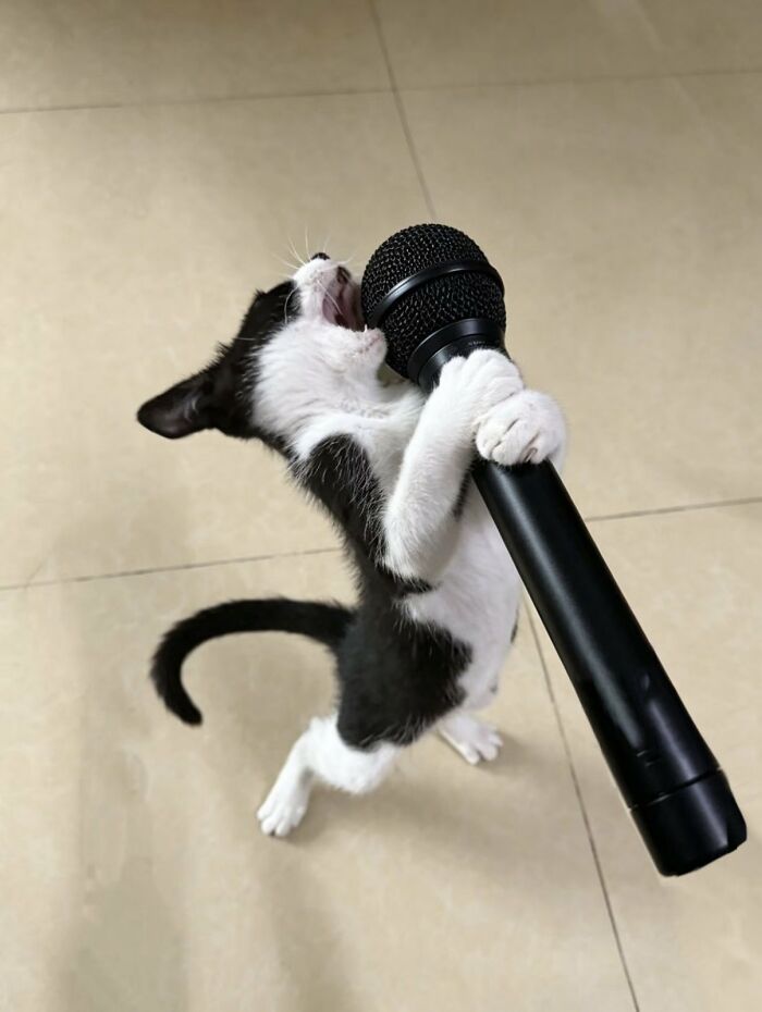 There Are Never Enough Photos Of Silly Animals So Here Are 83 Of Them