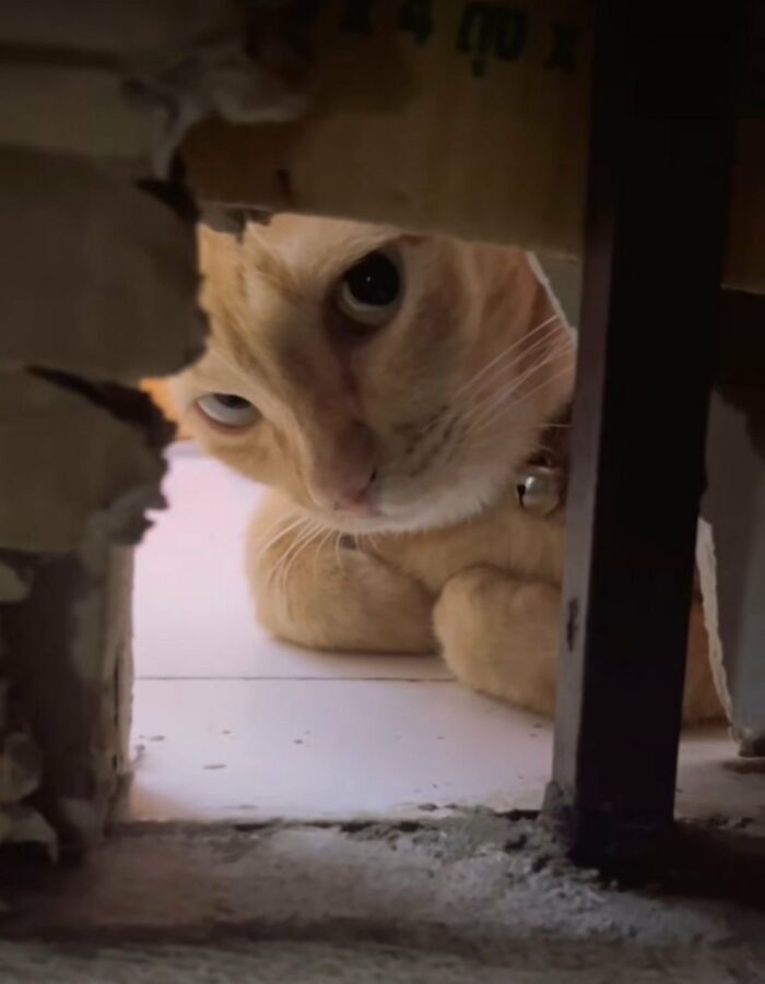 There Are Never Enough Photos Of Silly Animals So Here Are 83 Of Them