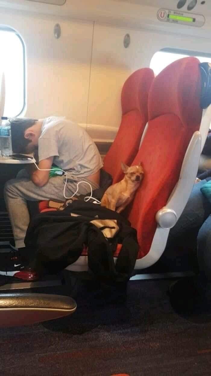 There Are Never Enough Photos Of Silly Animals So Here Are 83 Of Them