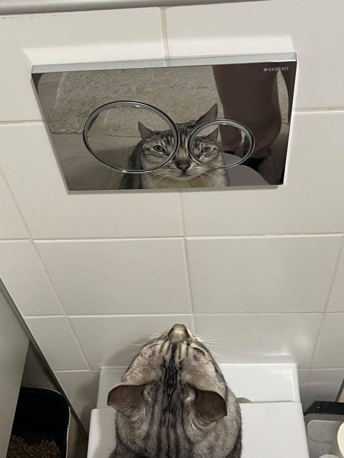 There Are Never Enough Photos Of Silly Animals So Here Are 83 Of Them
