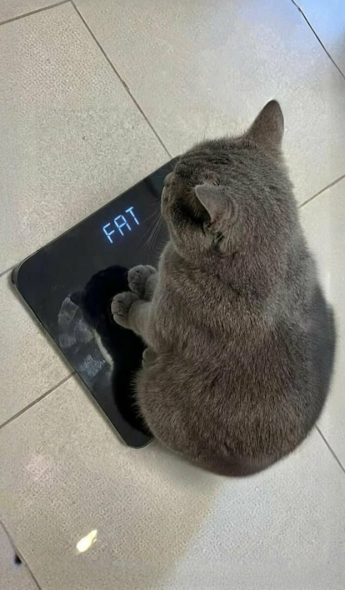 There Are Never Enough Photos Of Silly Animals So Here Are 83 Of Them