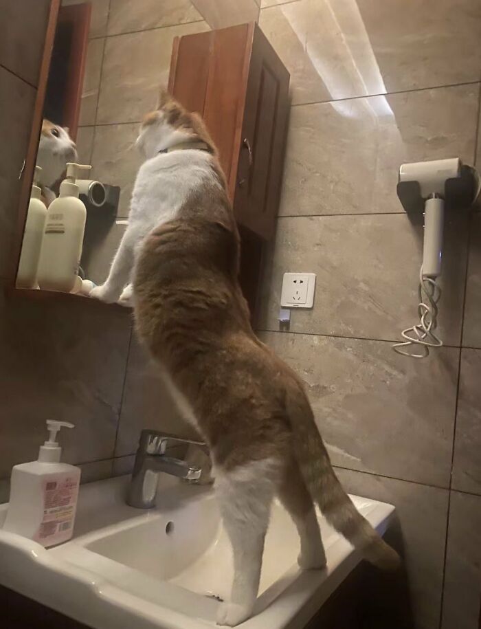There Are Never Enough Photos Of Silly Animals So Here Are 83 Of Them